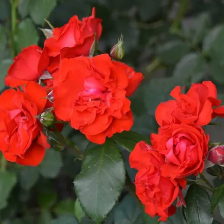 Ferienwohnung Suntinger Apollonia * Großkirchheim