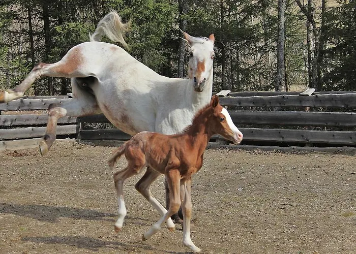 Appartement Ferienwohnung Suntinger Apollonia *